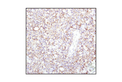 Immunohistochemistry Image 1: CD44 (156-3C11) Mouse Monoclonal Antibody (BSA and Azide Free)
