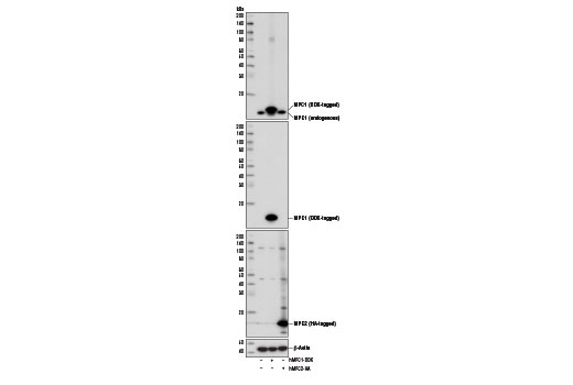 undefined Image 17: Tricarboxylic Acid Cycle Antibody Sampler Kit