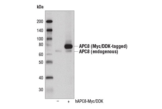 Western Blotting Image 3: APC8 (D5O2D) Rabbit Monoclonal Antibody