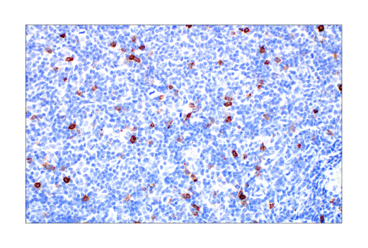 Immunohistochemistry Image 3: CD57 (HNK-1) Mouse mAb