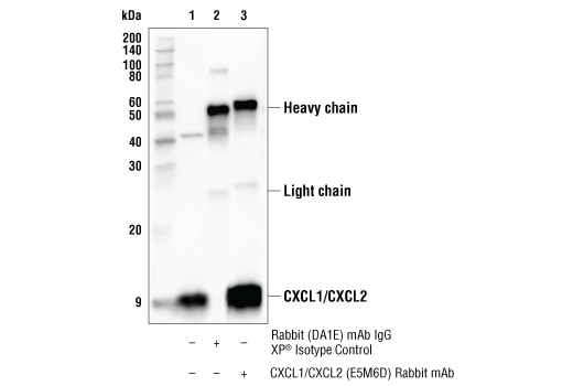 Immunoprecipitation Image 1: CXCL1/CXCL2 (E5M6D) Rabbit Monoclonal Antibody
