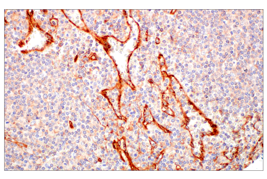Immunohistochemistry Image 3: BST2 (E4N3W) Rabbit Monoclonal Antibody
