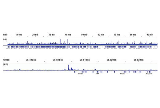 Chromatin Immunoprecipitation Image 2: Sox2 (D9B8N) Rabbit Monoclonal Antibody
