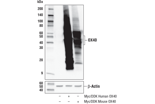 Western Blotting Image 2: OX40 (E9U7O) XP<sup>®</sup> Rabbit mAb