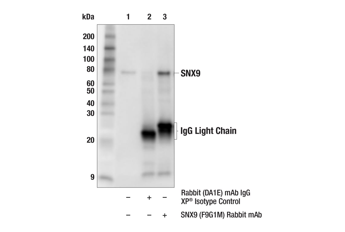 Immunoprecipitation Image 1: SNX9 (F9G1M) Rabbit Monoclonal Antibody