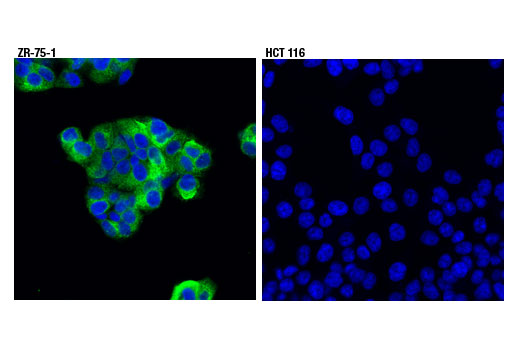 Immunofluorescence Image 1: MUC1 (D9O8K) Rabbit Monoclonal Antibody (BSA and Azide Free)