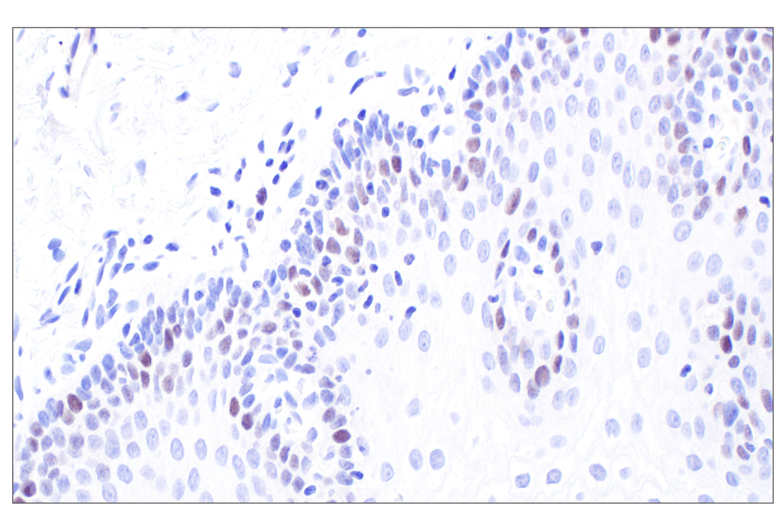 Immunohistochemistry Image 5: MASTL (F7I2C) Rabbit Monoclonal Antibody