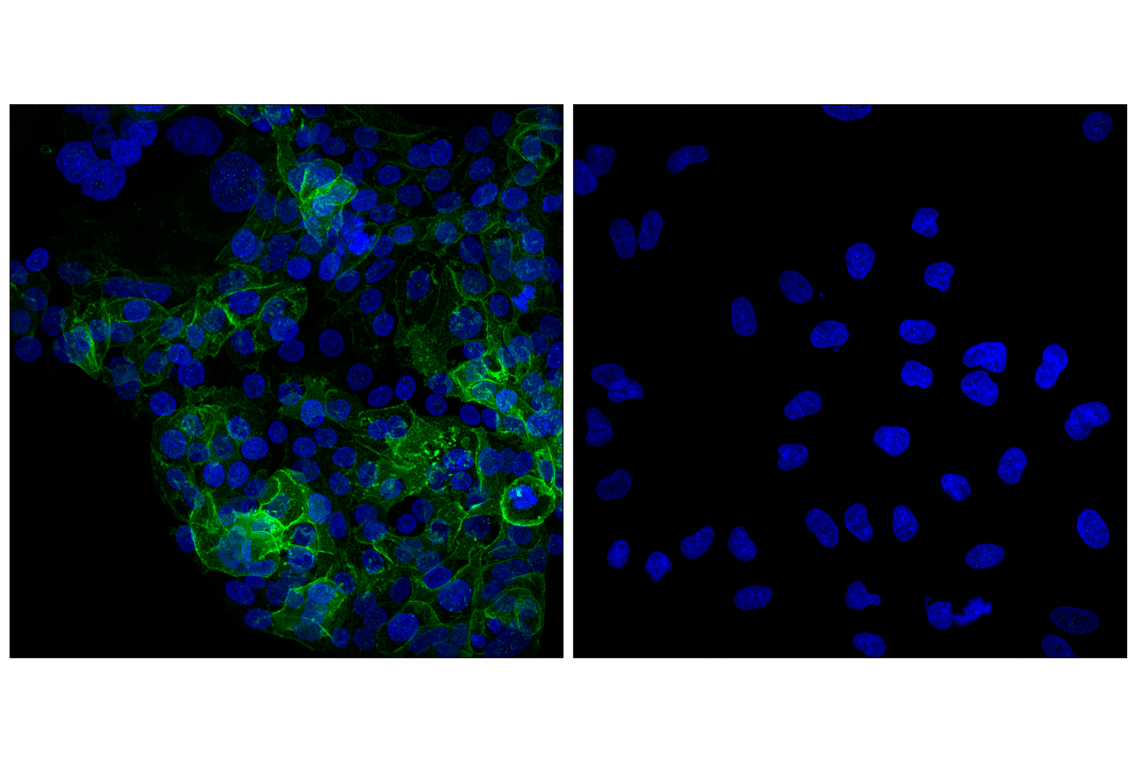 Immunofluorescence Image 1: EAAT1 (D44E2) Rabbit Monoclonal Antibody