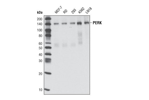 Western Blotting Image 1: PERK (C33E10) Rabbit mAb