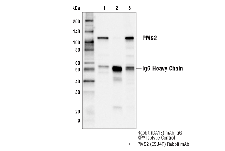Immunoprecipitation Image 1: PMS2 (E9U4P) Rabbit Monoclonal Antibody