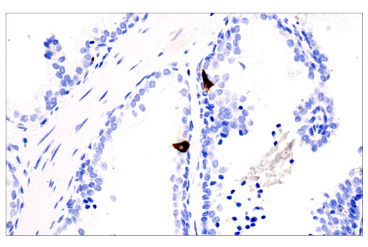 Immunohistochemistry Image 2: CHGA (5H7) Mouse Monoclonal Antibody