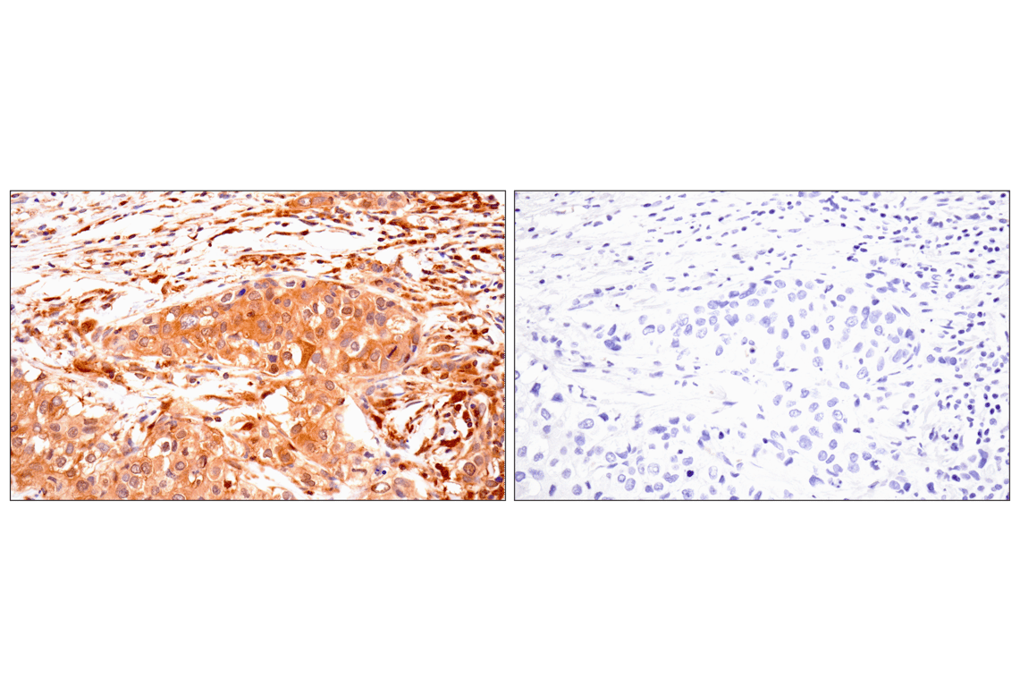 Immunohistochemistry Image 8: TRIM21 (D1O1D) Rabbit Monoclonal Antibody