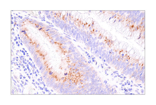 Immunohistochemistry Image 3: Connexin 43 (E7N2R) XP<sup>®</sup> Rabbit mAb (BSA and Azide Free)