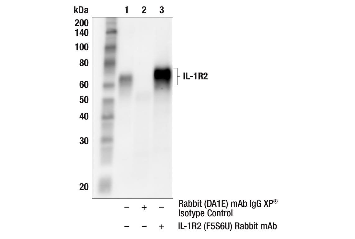 Immunoprecipitation Image 1: IL-1R2 (F5S6U) Rabbit Monoclonal Antibody