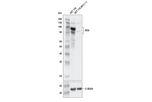 Western Blotting Image 2: Alix (E4T7U) Rabbit Monoclonal Antibody
