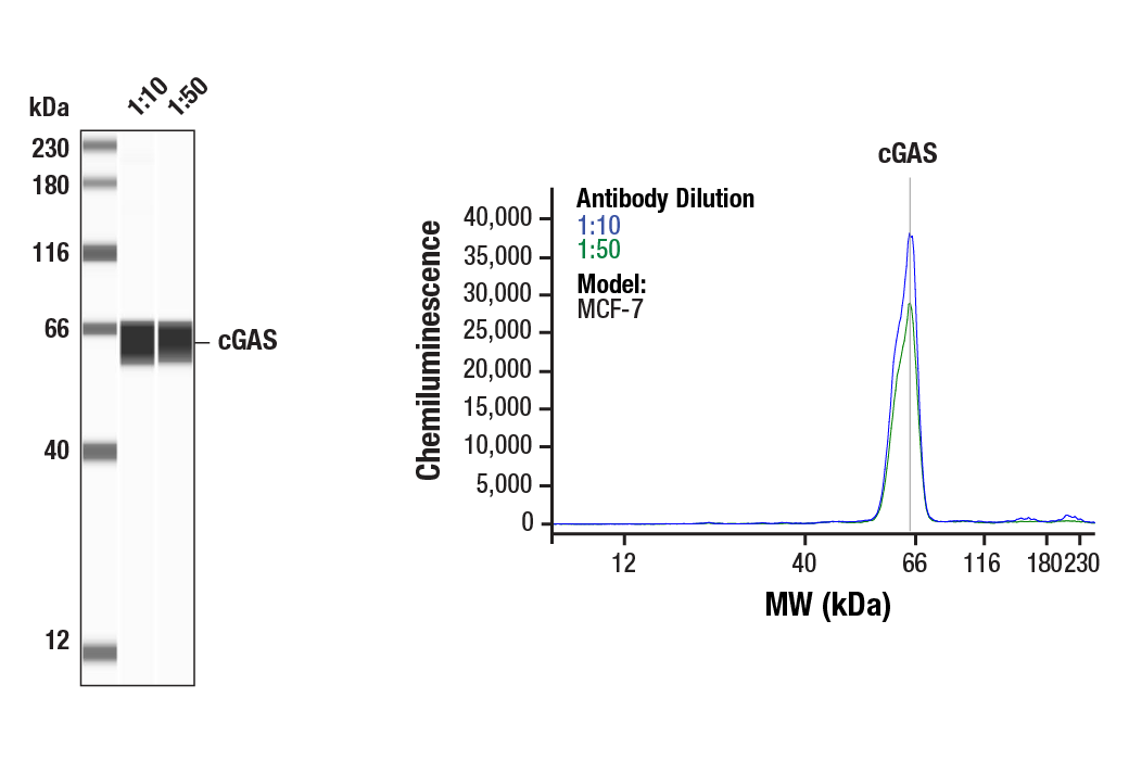 undefined Image 38: Human-Reactive STING Pathway Antibody Sampler Kit