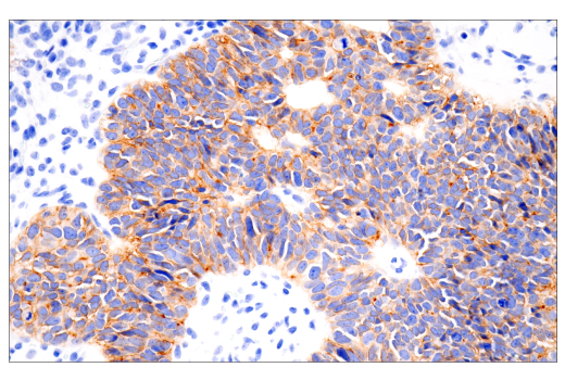 Immunohistochemistry Image 1: Claudin-6 (E7U2O) Rabbit Monoclonal Antibody