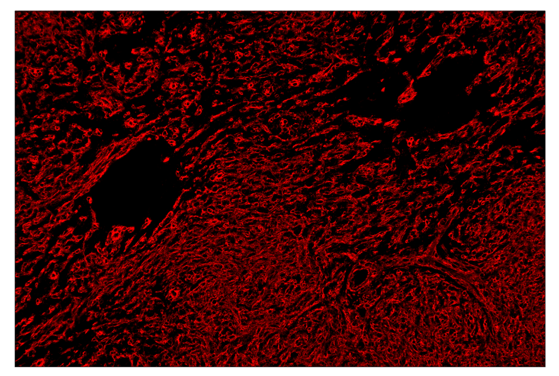 Immunohistochemistry Image 4: Na,K-ATPase alpha1 (D4Y7E) & CO-0079-647 SignalStar<sup>™</sup> Oligo-Antibody Pair