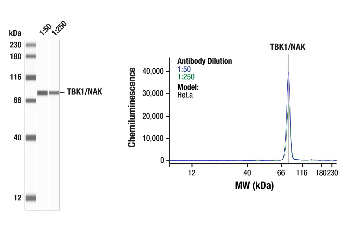 undefined Image 21: Rig-I Pathway Antibody Sampler Kit
