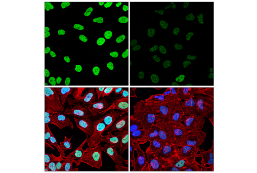 Immunofluorescence Image 1: SRSF10 (E9A6K) Rabbit Monoclonal Antibody