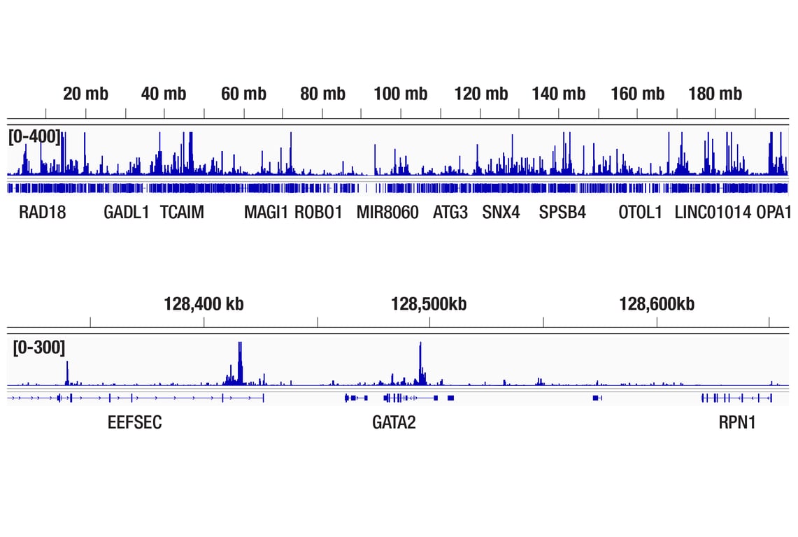 CUT & Tag Image 2: GATA-2 (E9T6F) Rabbit Monoclonal Antibody