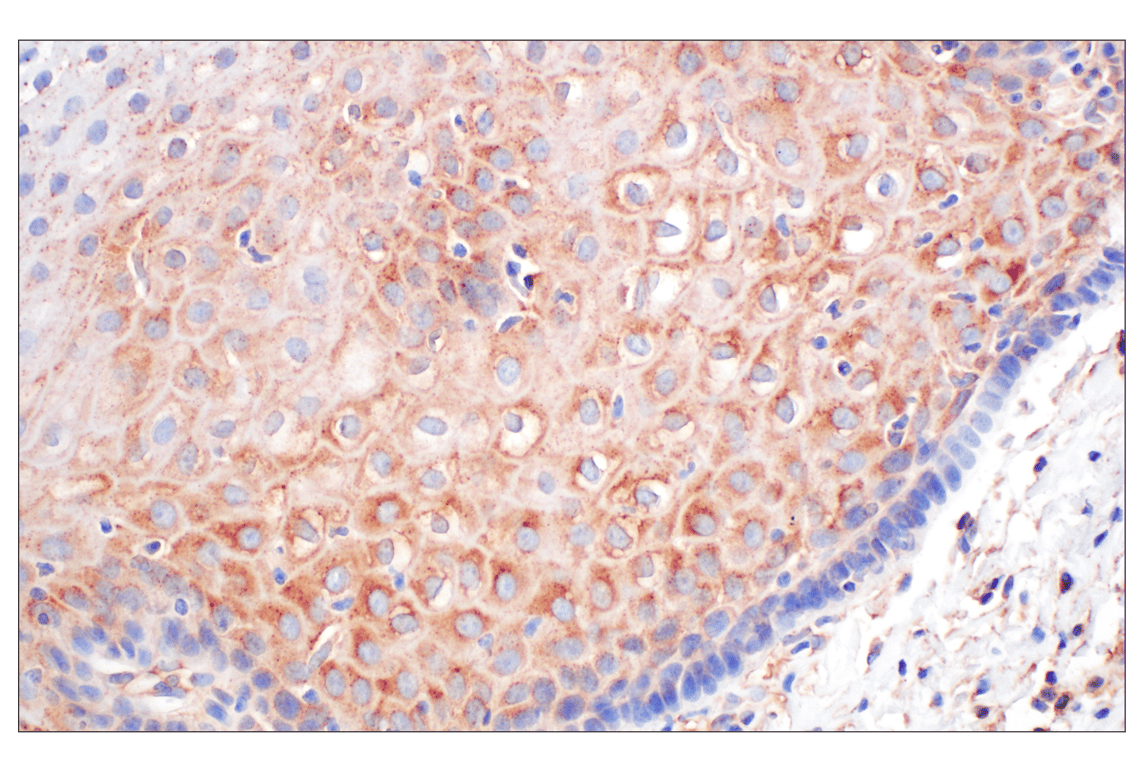 Immunohistochemistry Image 9: EEA1 (E9Q6G) Mouse Monoclonal Antibody