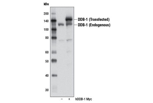 undefined Image 13: CRL4/CRBN Targeted Protein Degradation Complex Antibody Sampler Kit