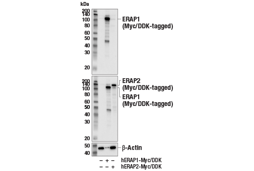 Western Blotting Image 3: ERAP1 (E6X1P) Rabbit mAb