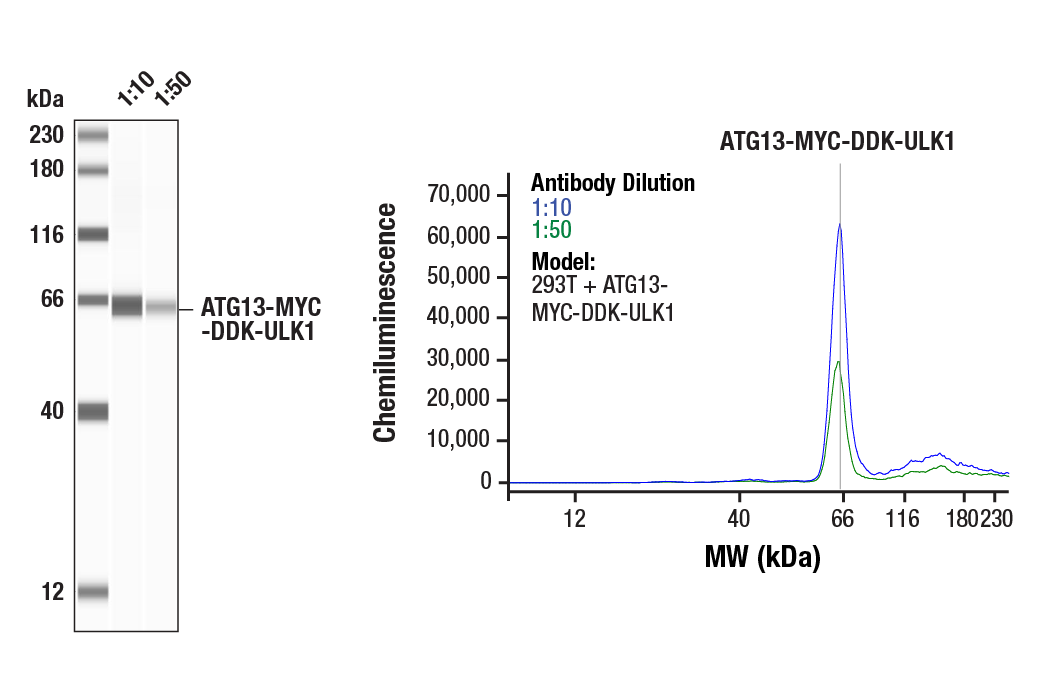 Western Blotting Image 1: Myc-Tag (71D10) Rabbit Monoclonal Antibody