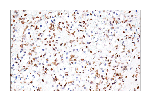 Immunohistochemistry Image 5: Lamin B1 (E6M5T) Rabbit Monoclonal Antibody