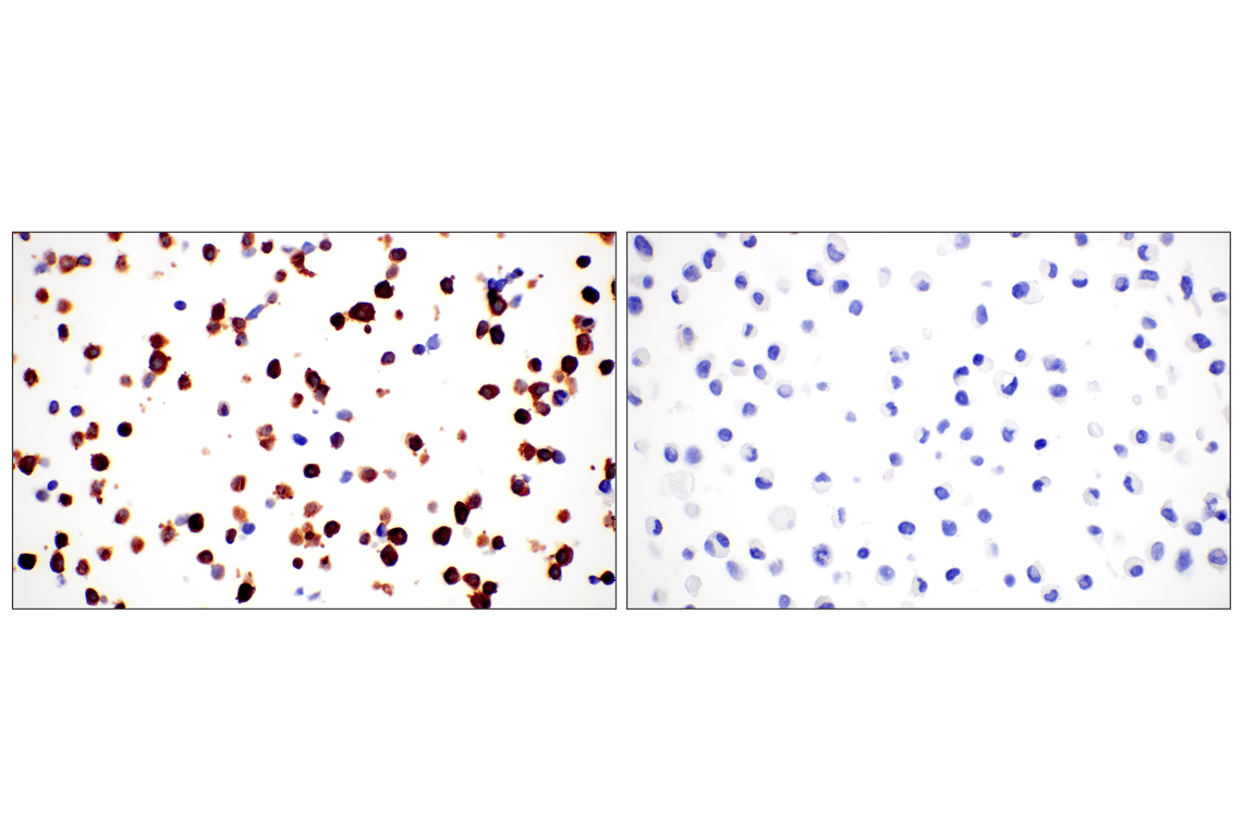 Immunohistochemistry Image 7: Phospho-Tau (Ser202) (F2A2F) Rabbit Monoclonal Antibody