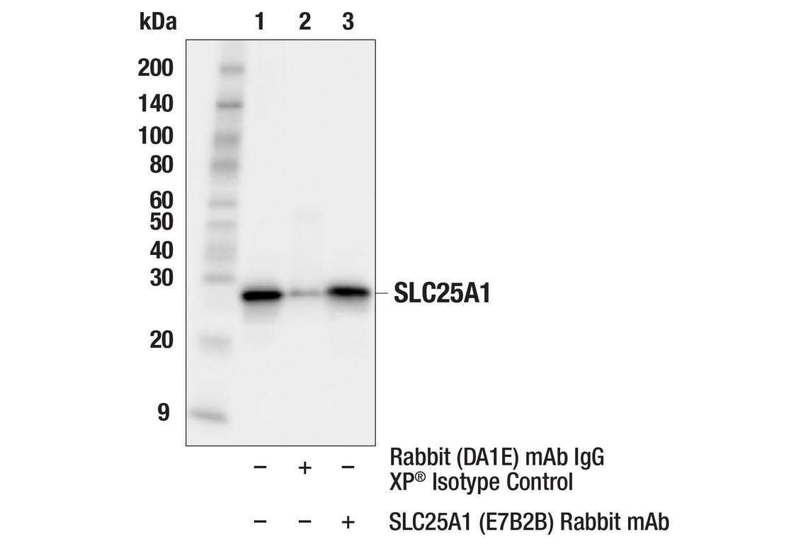 Immunoprecipitation Image 1: SLC25A1 (E7B2B) Rabbit Monoclonal Antibody