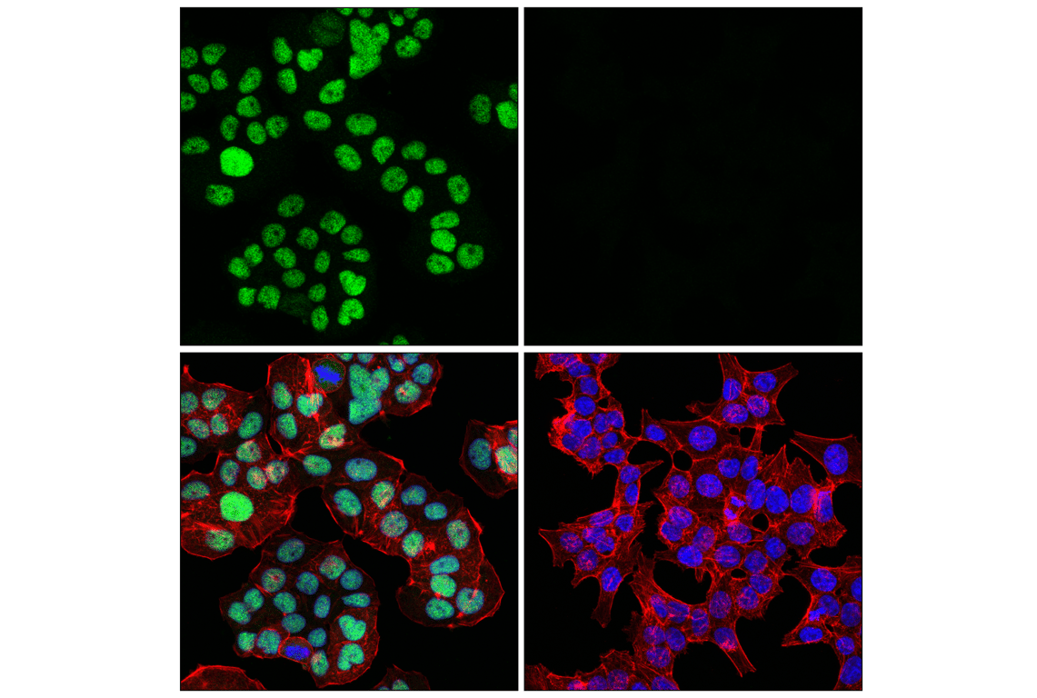 Immunofluorescence Image 1: MLH1 (4C9C7) Mouse Monoclonal Antibody
