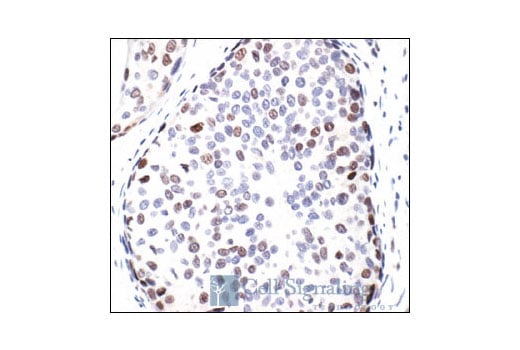 Immunohistochemistry Image 2: Phospho-ATF-2 (Thr69/71) Antibody