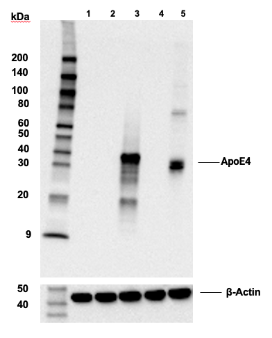 Western Blotting Image 3: ApoE4 (E5M4L) Rabbit Monoclonal Antibody