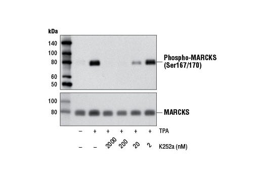 undefined Image 2: K252a