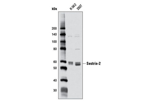 Western Blotting Image 2: Sestrin-2 (D1B6) Rabbit Monoclonal Antibody