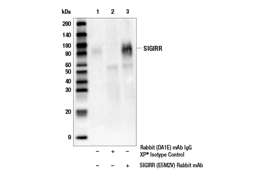 Immunoprecipitation Image 1: SIGIRR (E5M2V) Rabbit Monoclonal Antibody