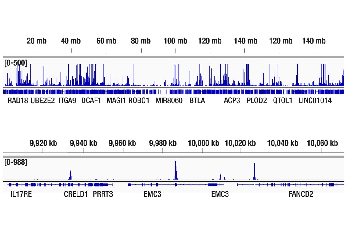 CUT & Tag Image 2: CREB (D76D11) Rabbit Monoclonal Antibody