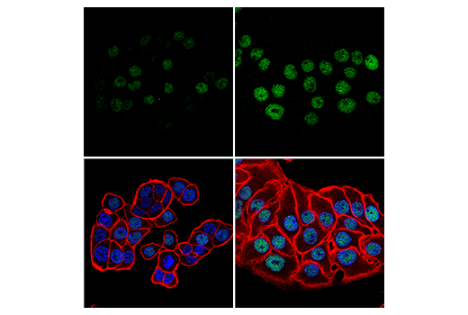 Immunofluorescence Image 1: E2F8 (E8I3L) Rabbit Monoclonal Antibody