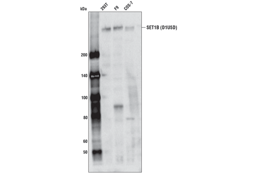 undefined Image 7: SET1/COMPASS Antibody Sampler Kit