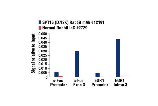 Chromatin Immunoprecipitation Image 1: SPT16 (D7I2K) Rabbit Monoclonal Antibody