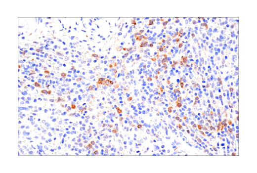 Immunohistochemistry Image 9: LC3B (E5Q2K) Mouse Monoclonal Antibody (BSA and Azide Free)