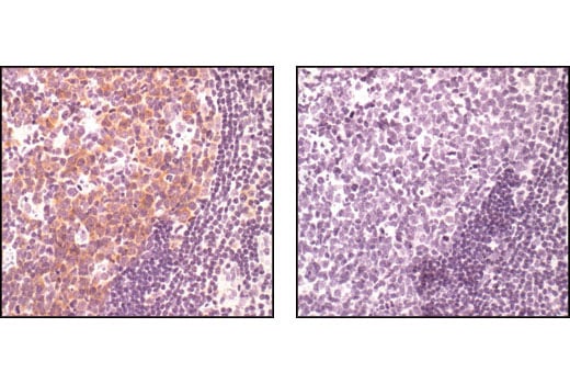 Immunohistochemistry Image 5: Phospho-cdc25C (Ser216) (63F9) Rabbit Monoclonal Antibody (BSA and Azide Free)