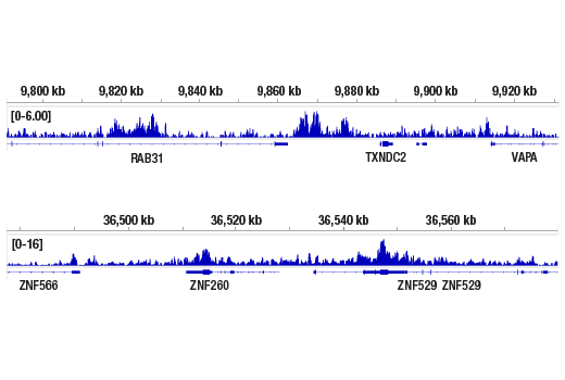 CUT & RUN Image 2: HP1β (D2F2) XP<sup>®</sup> Rabbit mAb