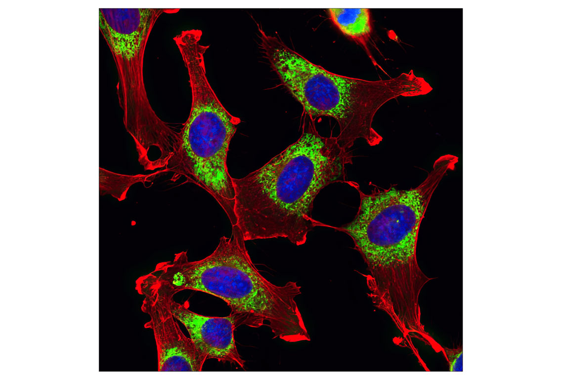 Immunofluorescence Image 1: beta-Actin (8H10D10) Mouse Monoclonal Antibody