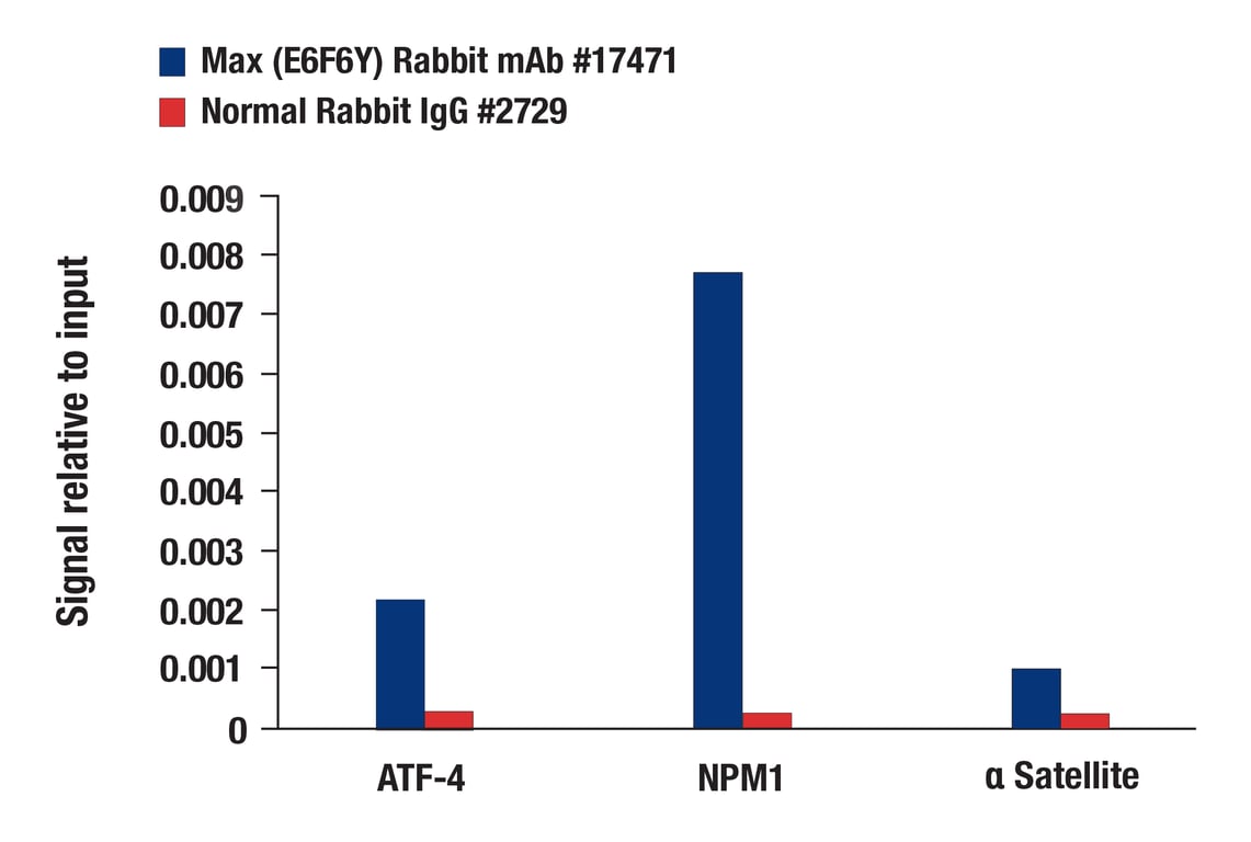 Chromatin Immunoprecipitation Image 1: Max (E6F6Y) Rabbit Monoclonal Antibody