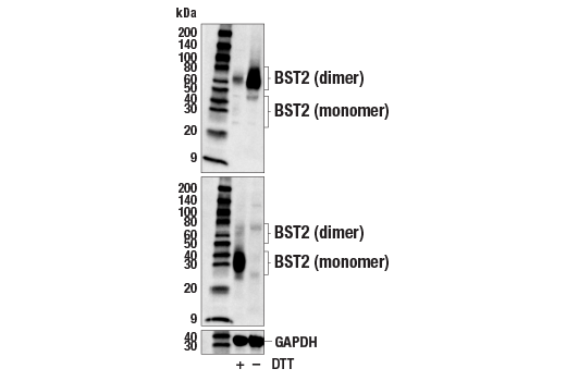 Western Blotting Image 2: BST2 (E4N3W) Rabbit Monoclonal Antibody (BSA and Azide Free)