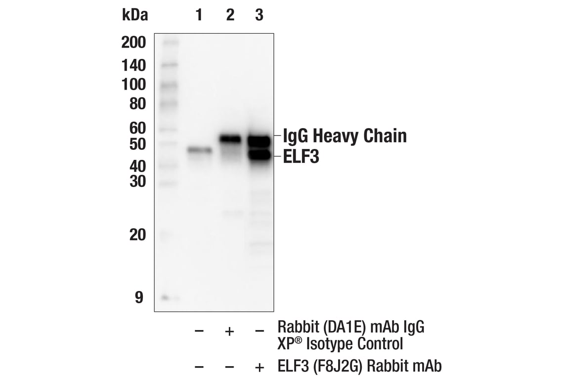 Immunoprecipitation Image 1: ELF3 (F8J2G) Rabbit Monoclonal Antibody