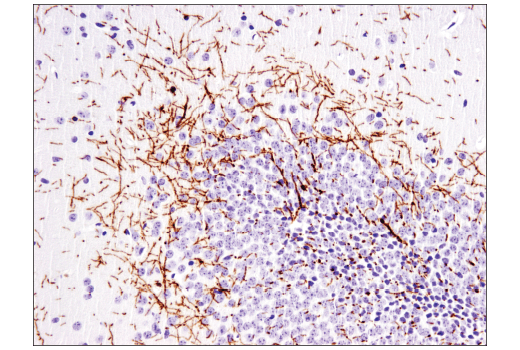 Immunohistochemistry Image 2: MOG (E5K6T) Rabbit Monoclonal Antibody (BSA and Azide Free)